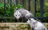 What do Possums Eat