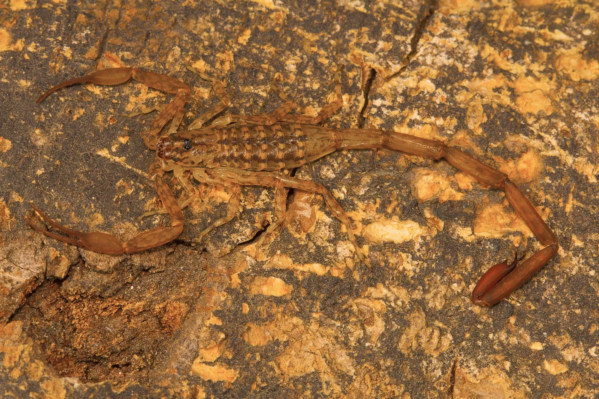 Bark scorpion, Isometrus vittatus which bears a long metasoma and short sting. Common on tree trunks. Chengalpettu, Tamil Nadu, India
