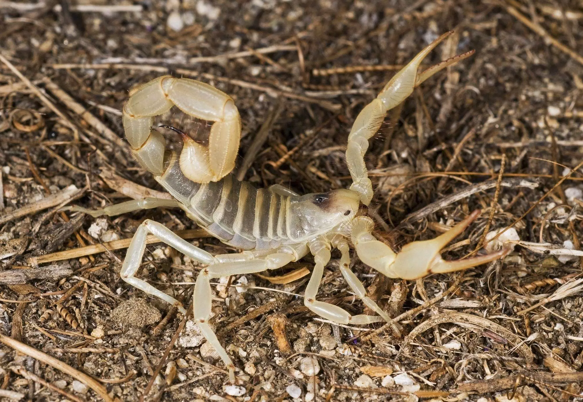 Giant Desert Hairy Scorpion (Hadrurus Arizonensis)
