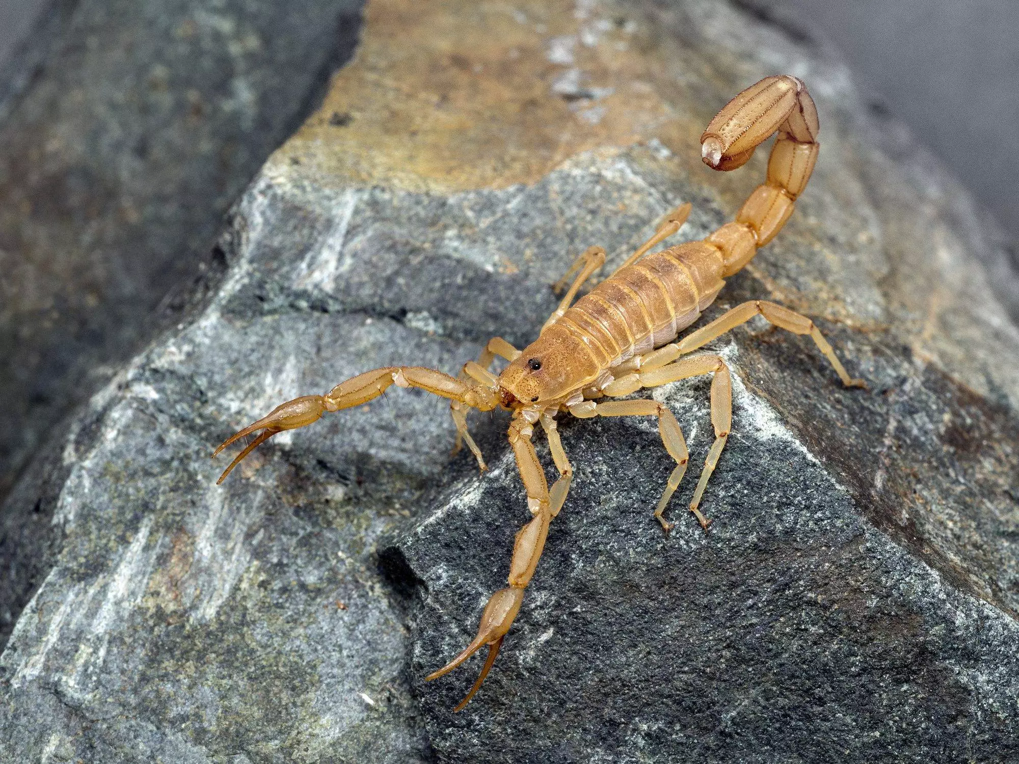 Yellow Ground Scorpion, on rock, 3/4 view. These relatively small scorpions are also known as Coahuila devil scorpions. Arizona Scorpions