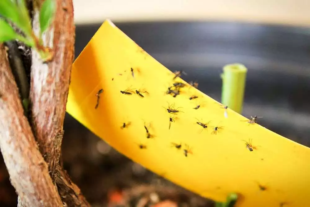 closeup of fungus gnats being stuck to yellow sticky tape