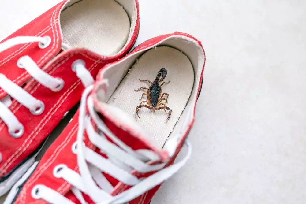 Georgia scorpions inside a sneaker venomous animal indoors danger of stinging