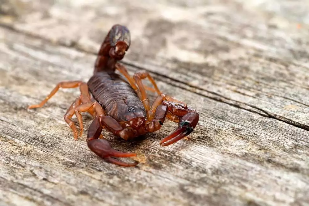 close up macro image of devil scorpion vaejovis carolinianus native