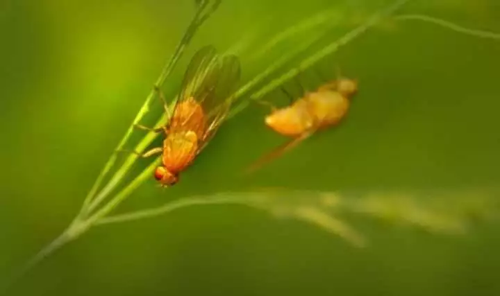 Where do fruit flies come from?
