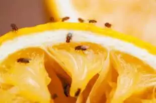 Fruit flies feeding on a fruit