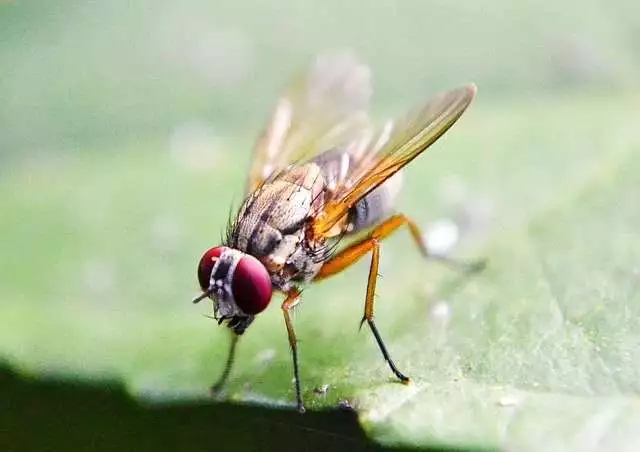 Where do fruit flies come from