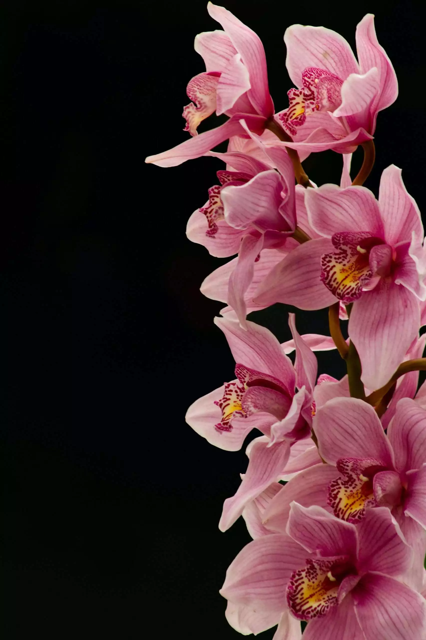 Types of orchids