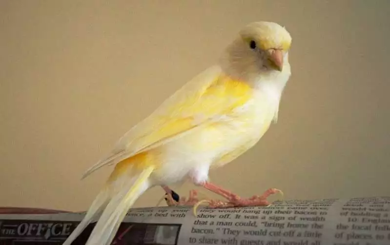 Lost canary