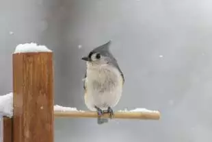 tufted titmouse 5845780