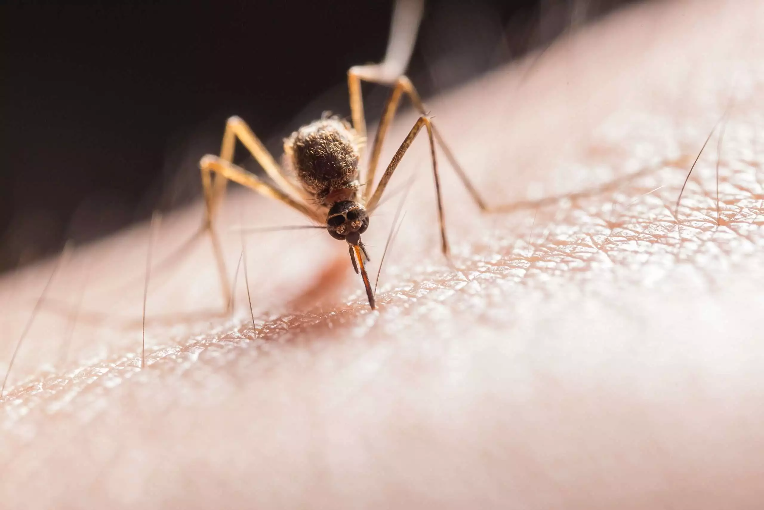 Bed bug bites VS mosquito bites