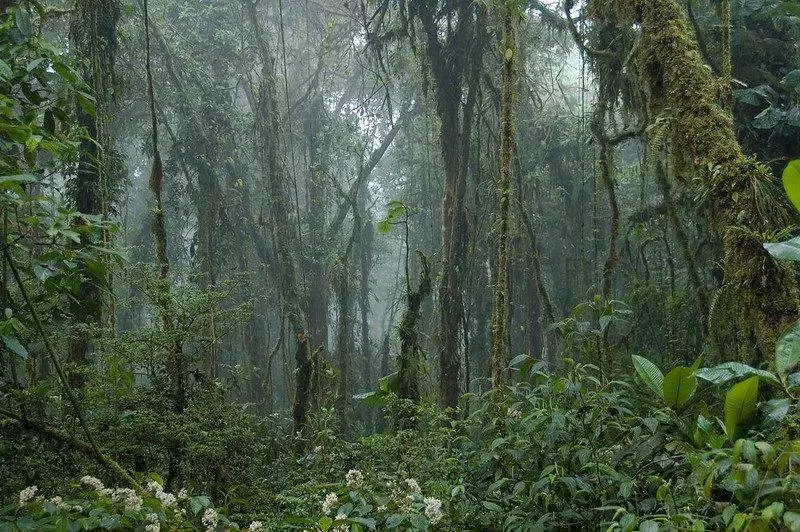 Cloud forests in costa rica