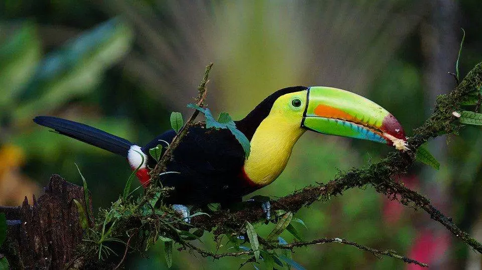 Toucans in the costa rica rainforest
